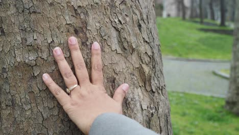 a woman's hand touching the bark of a tree in a park