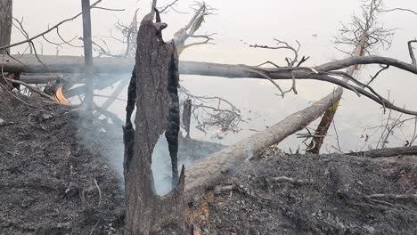 smoke hovering from burnt trees after canada wildfire, kirkland lake, ontario, 6-11-2023