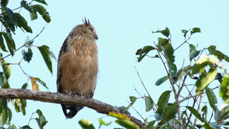 buffy fish owl ketupa ketupu visto posado en una rama mirando hacia la derecha y luego se va volando, parque nacional khao yai, tailandia