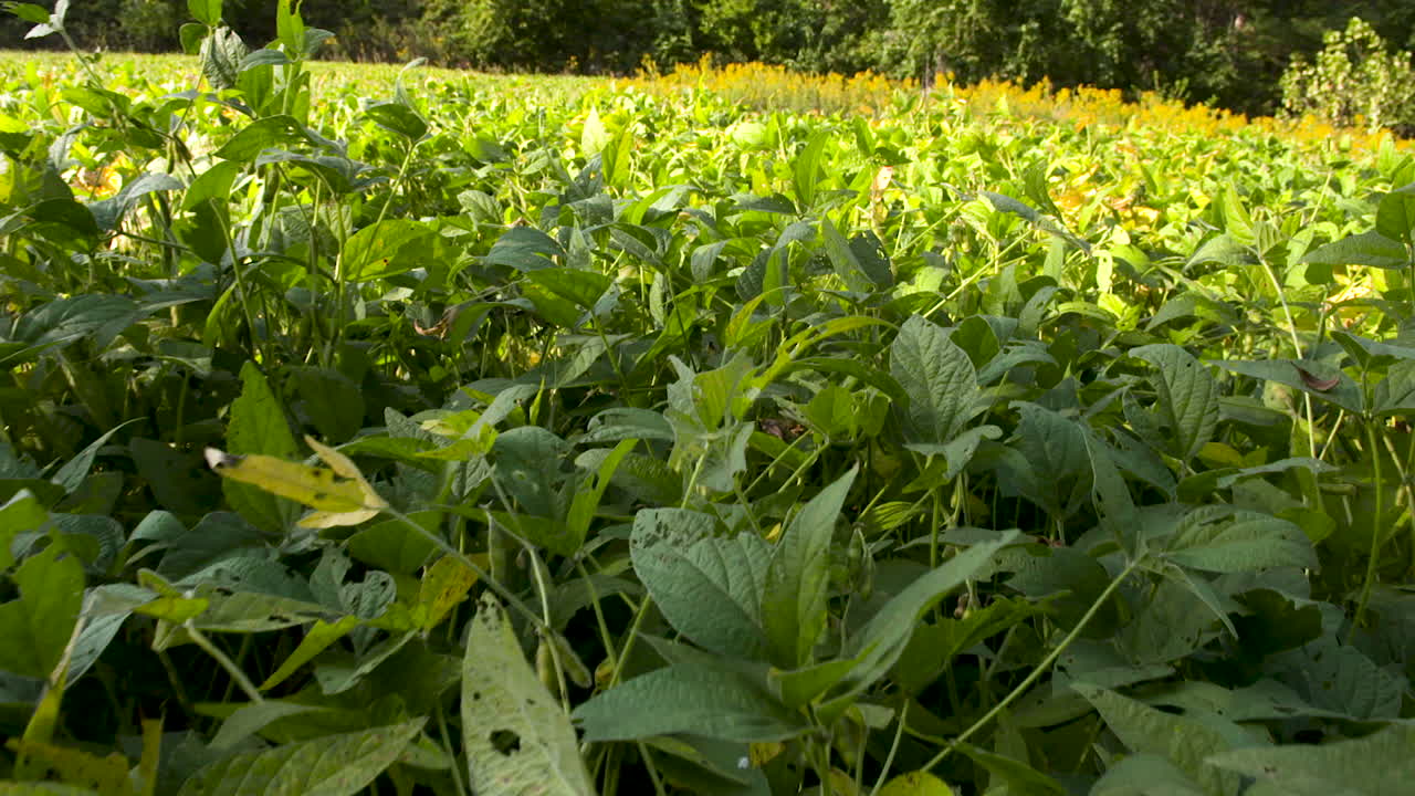 미국 중서부에 있는 콩밭의 슬로우 모션 와이드 샷