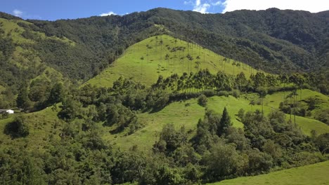 Beautiful-drone-shot-of-palmtrees-in-the-mountains-of-Valle-de-Cocora-in-Colombia