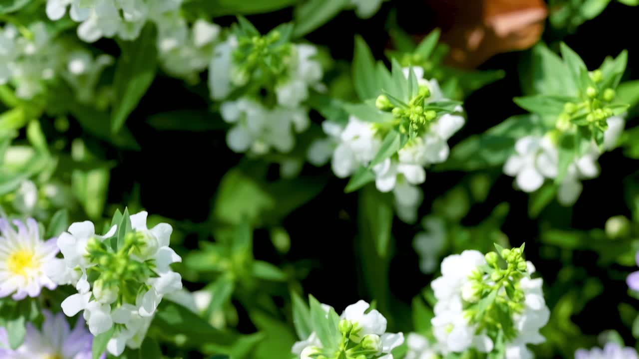 A close-up view of vibrant white and purple flowers basking in sunlight amidst lush green foliage.