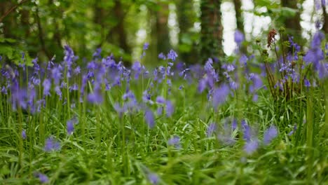 bluebells in a forest