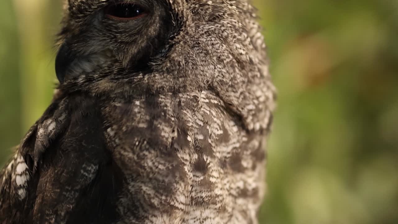 Un primo piano dettagliato di un gufo che gira la testa mentre è appollaiato nella natura