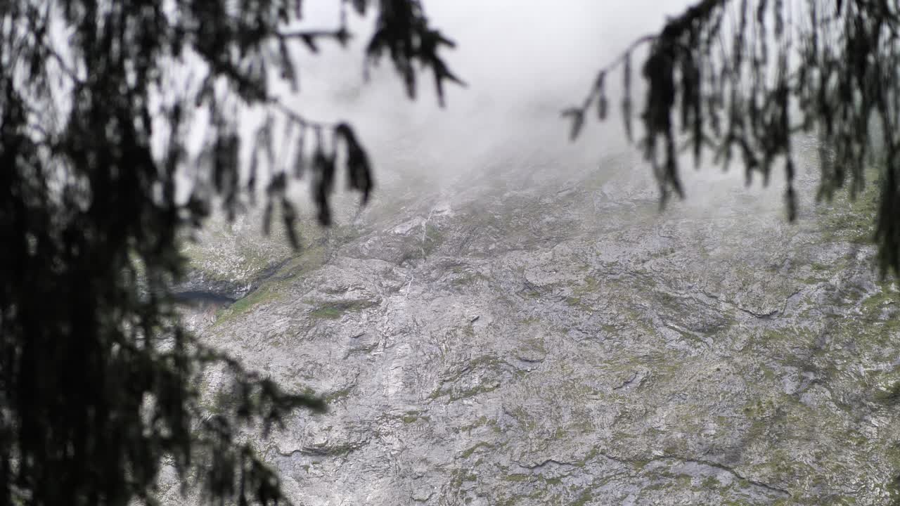 la vista de la ladera rocosa de la montaña a través de los sauces en obersee, suiza