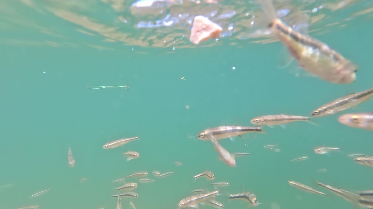 Close-Up Underwater View of European Minnows Swimming in Crystal-Clear Alpine Lake taly, in a Dense School Near the Surface