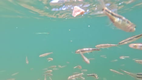 close-up underwater view of european minnows swimming in crystal-clear alpine lake taly, in a dense school near the surface