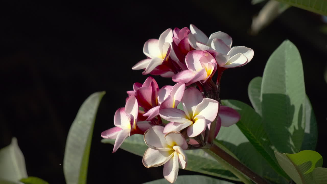 hermosas flores de plumeria rosadas y blancas
