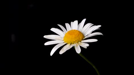 a droplet of water falling onto a white and yellow flower, oxeye daisy with a black background