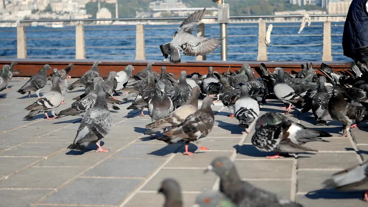 도시 거리에서 비둘기 무리가