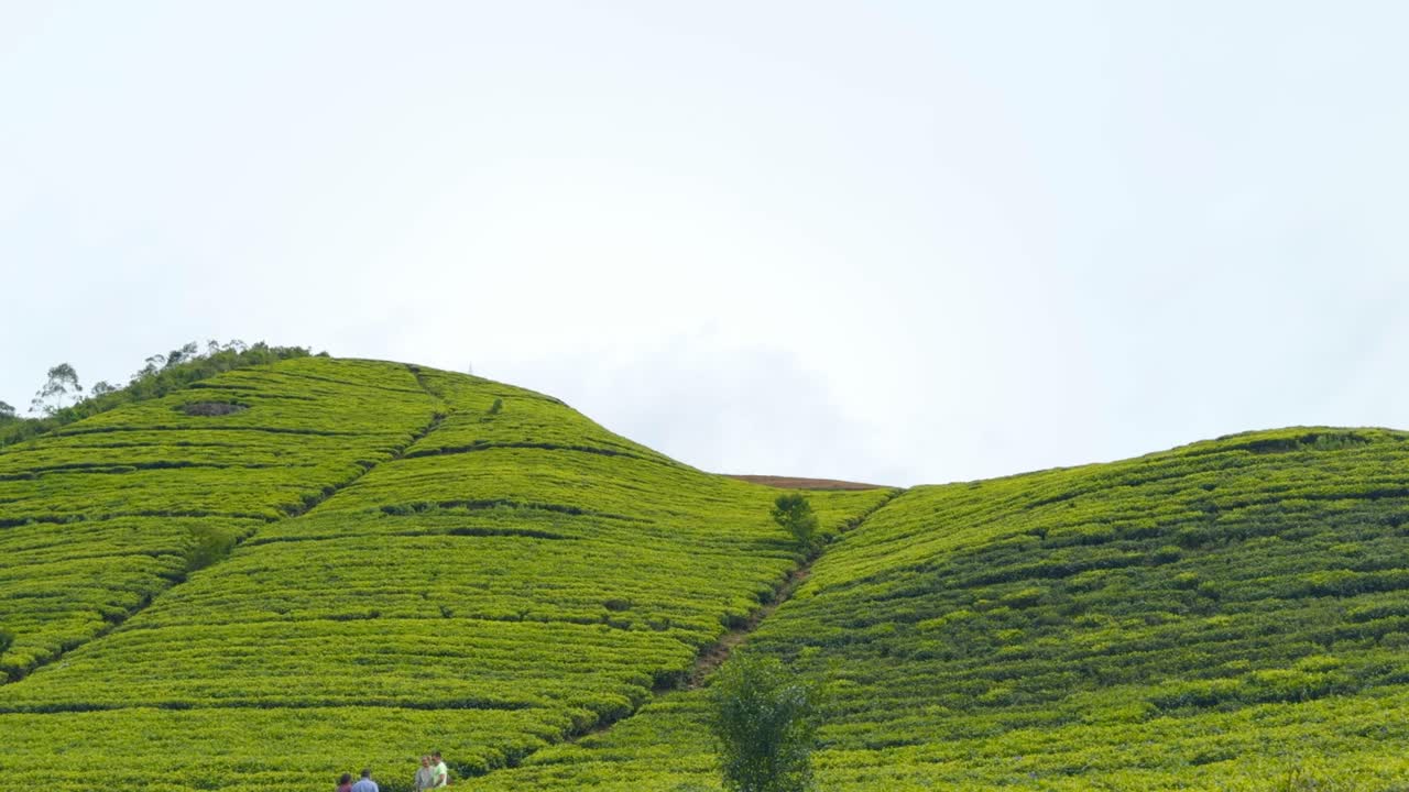 스리랑카 의 차 농장