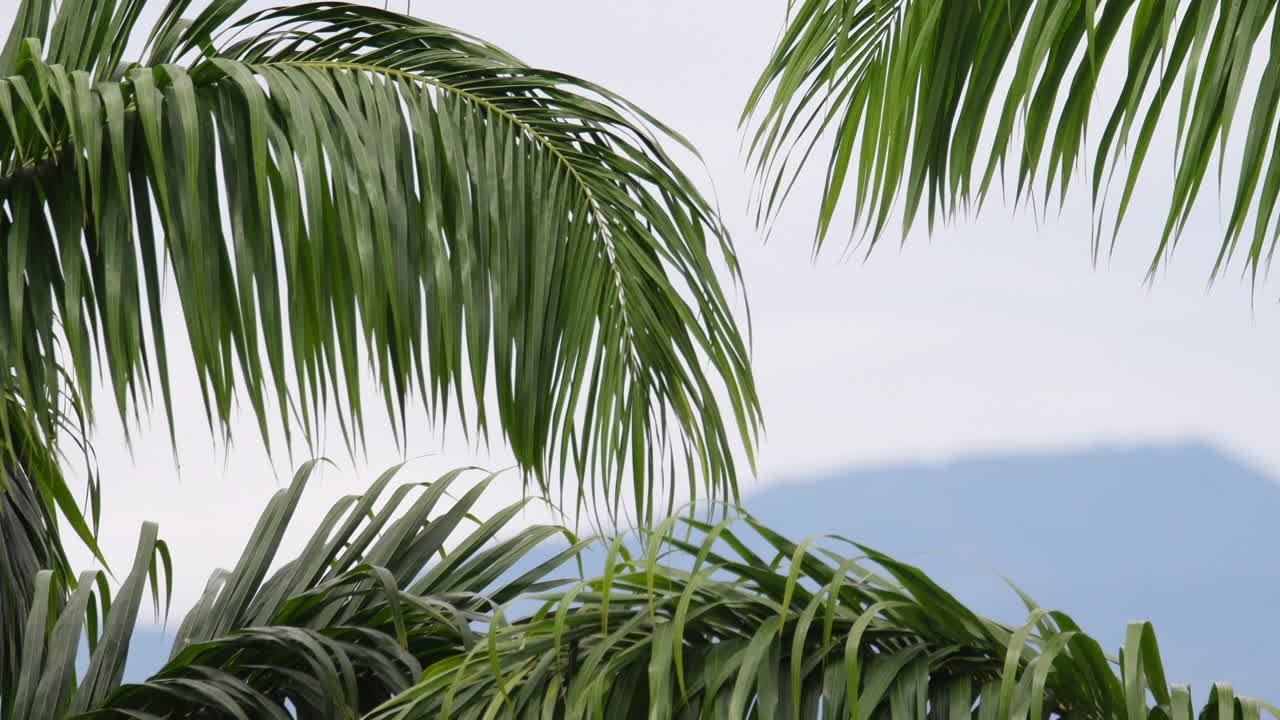 콜롬비아 동부 평원 - 야노스 오리엔탈레스 16