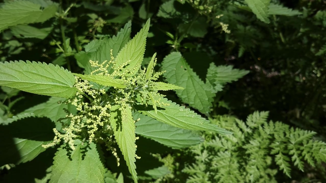 Pianta di ortica verde in primo piano nella natura, dettaglio di foresta verde