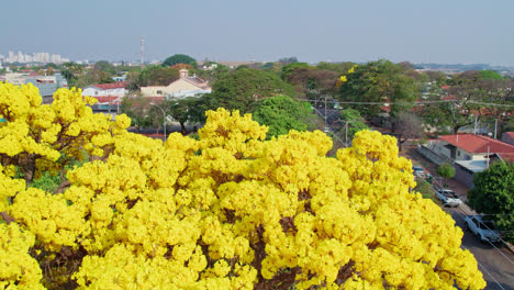 backwards aerial revealing shot beautiful magestic yellow tree in square in the middle of city