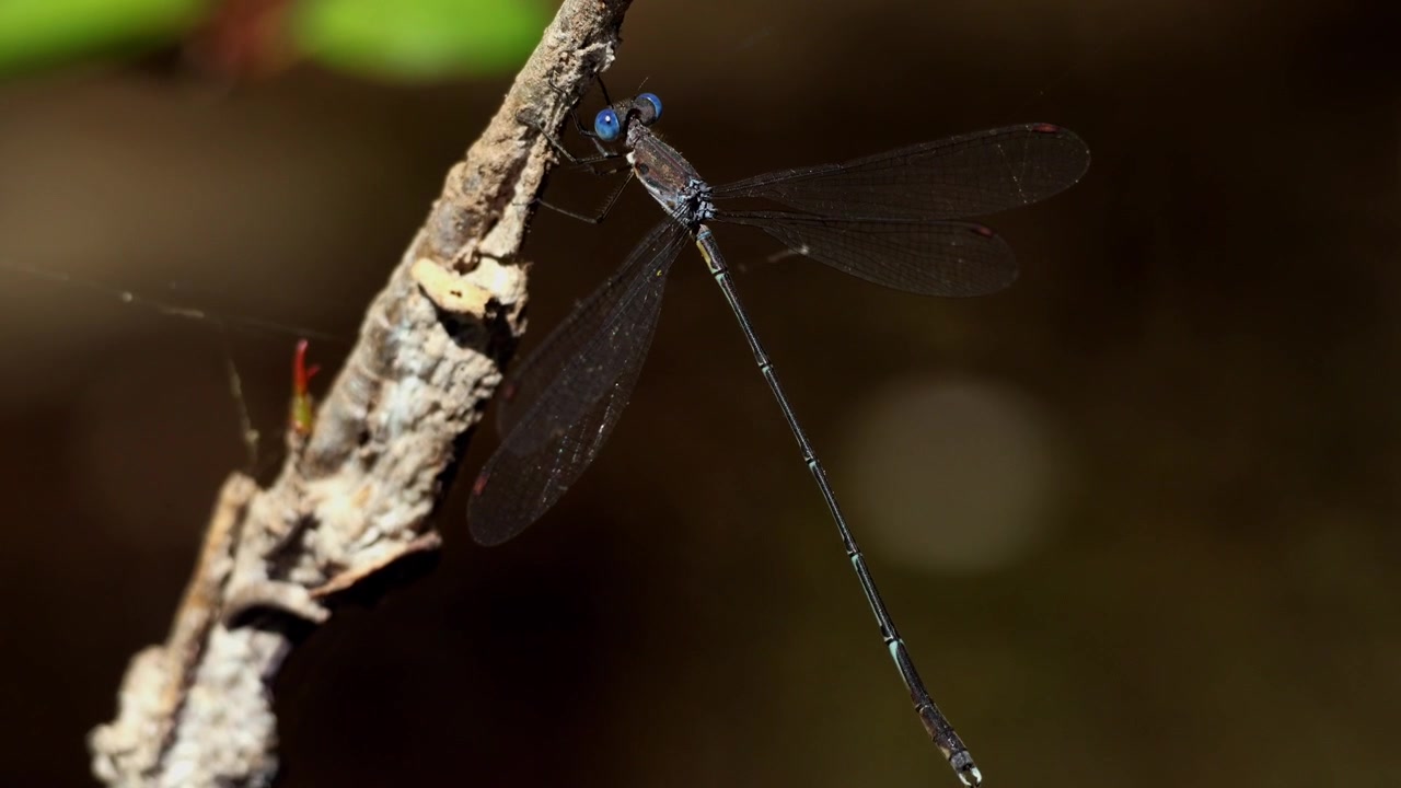 Video ravvicinato di fauna selvatica di Lestes dorothea, comunemente nota come damigella delle foreste, una delicata damigella appartenente alla famiglia Lestidae
