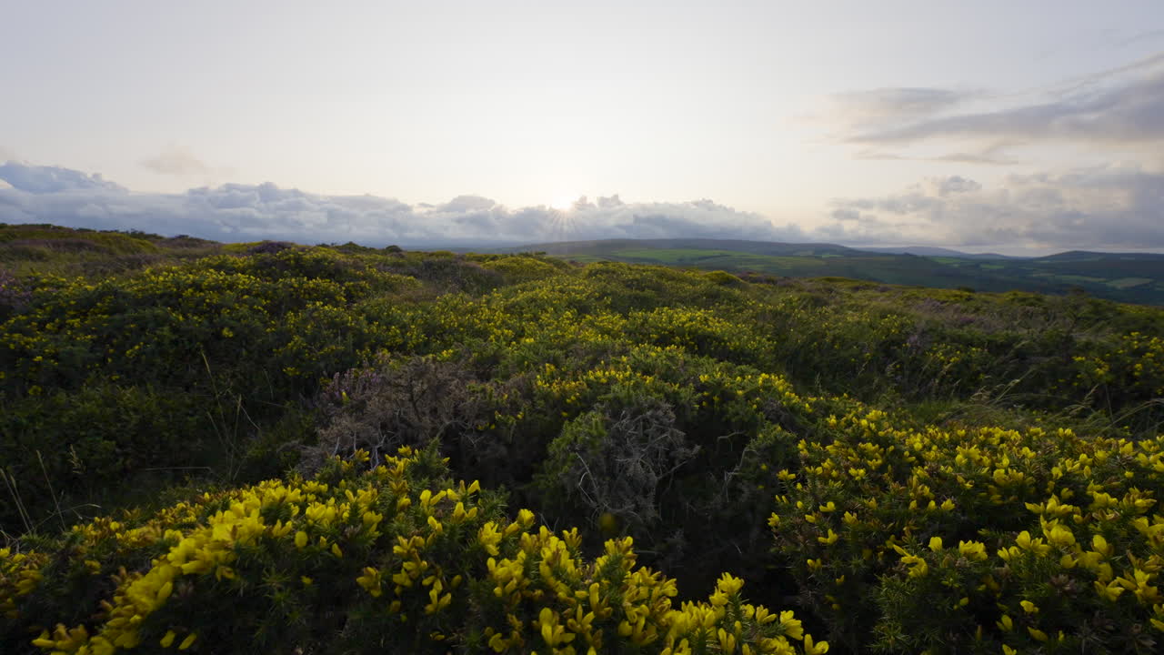 puesta de sol sobre un paisaje de brezo