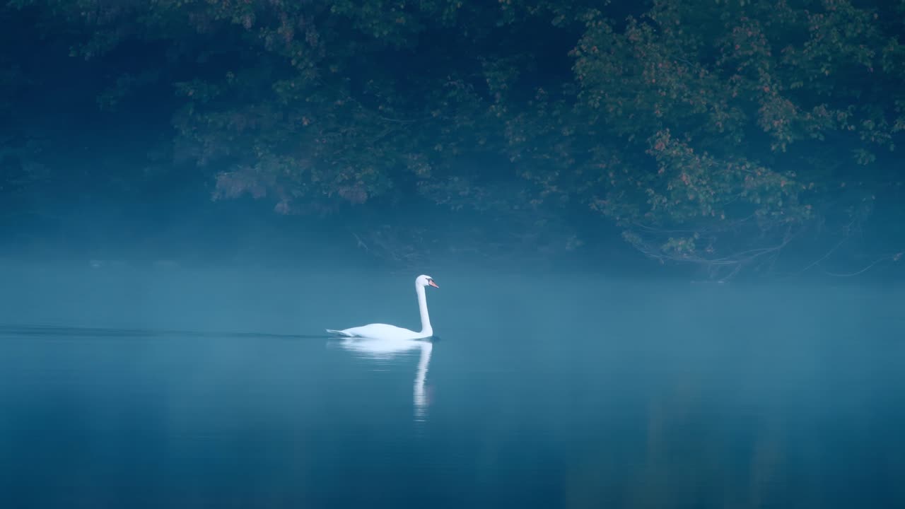 Close-up of a white swan moving peacefully across the water in the morning, in a misty autumn atmosphere, Dordogne, France.