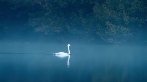 close-up of a white swan moving peacefully across the water in the morning, in a misty autumn atmosphere, dordogne, france.