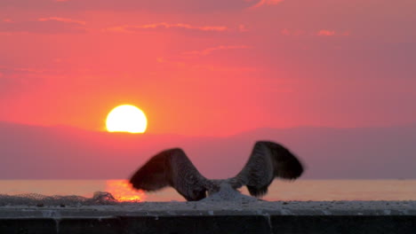 Möwe-Fliegt-Weg,-Meeresszene-Bei-Sonnenuntergang