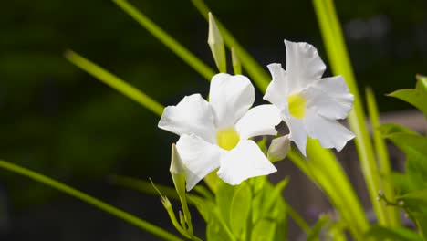 un intenso vórtice sale de la plantación de lirios