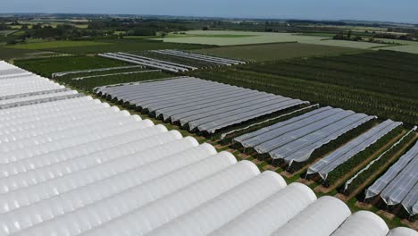 Hectáreas-De-Túneles-De-Cerezo-Con-Techo-De-Plástico-Para-Agricultura-Intensiva