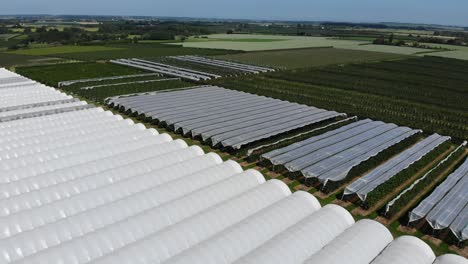 hectáreas de túneles de cerezo con techo de plástico para agricultura intensiva