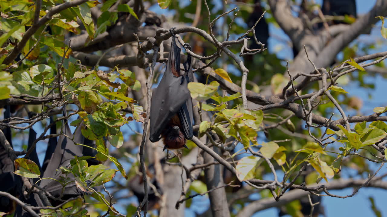 Frugivorous bat, fruit bats, pteropus medius. Indian flying foxes hanging from the tree branch in keoladeo bird sanctuary, India.