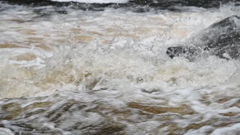 Close-up-of-large-Atlantic-Salmon-leaping-the-waterfall-in-slow-motion-in-a-small-river-in-Scotland,-United-Kingdom--Tripod-shot