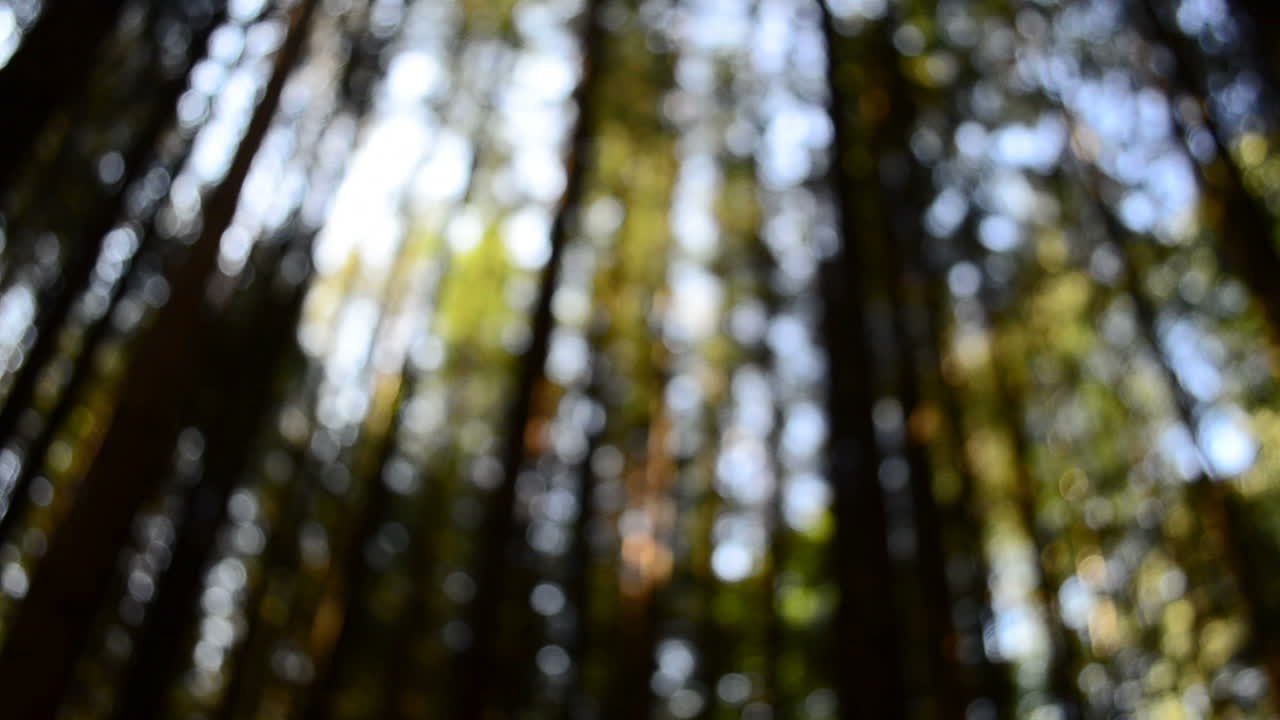 Pine wood. Out of focus. Background from pines