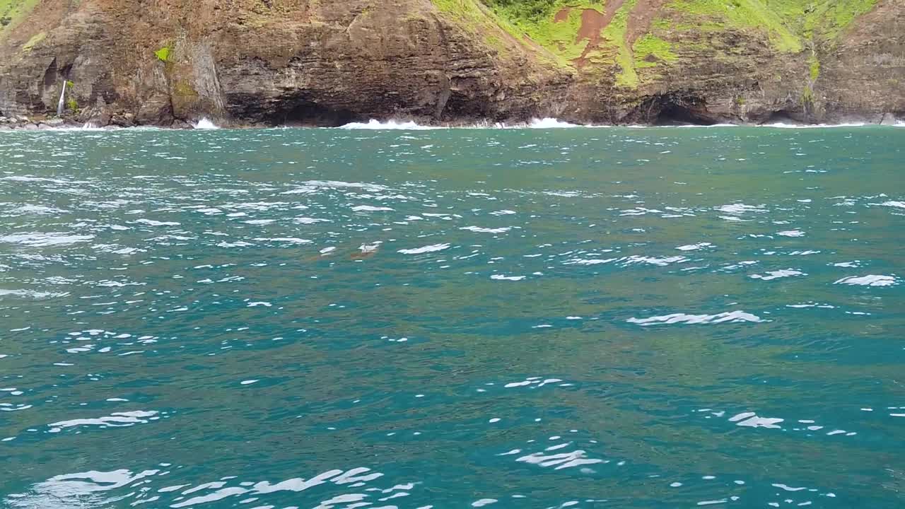 HD 120fps Havaí Kauai: Passeio de barco no oceano com golfinhos se escondendo em primeiro plano e um golfinho saltando enquanto as ondas quebram em penhascos rochosos ao fundo.