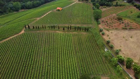 Getreideplantagen-Mitten-Im-Wald