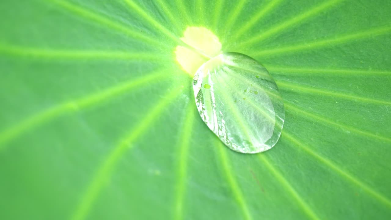4K footage ,water drops on a green leaf lotus in morning time,select focus.