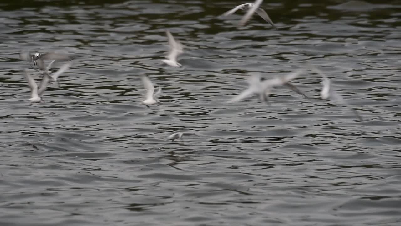 крачки и чайки, ищущие корм, - мигрирующие морские птицы в таиланде, летают кругами, по очереди выискивая корм, плавающий в море у причала центра отдыха бангпу