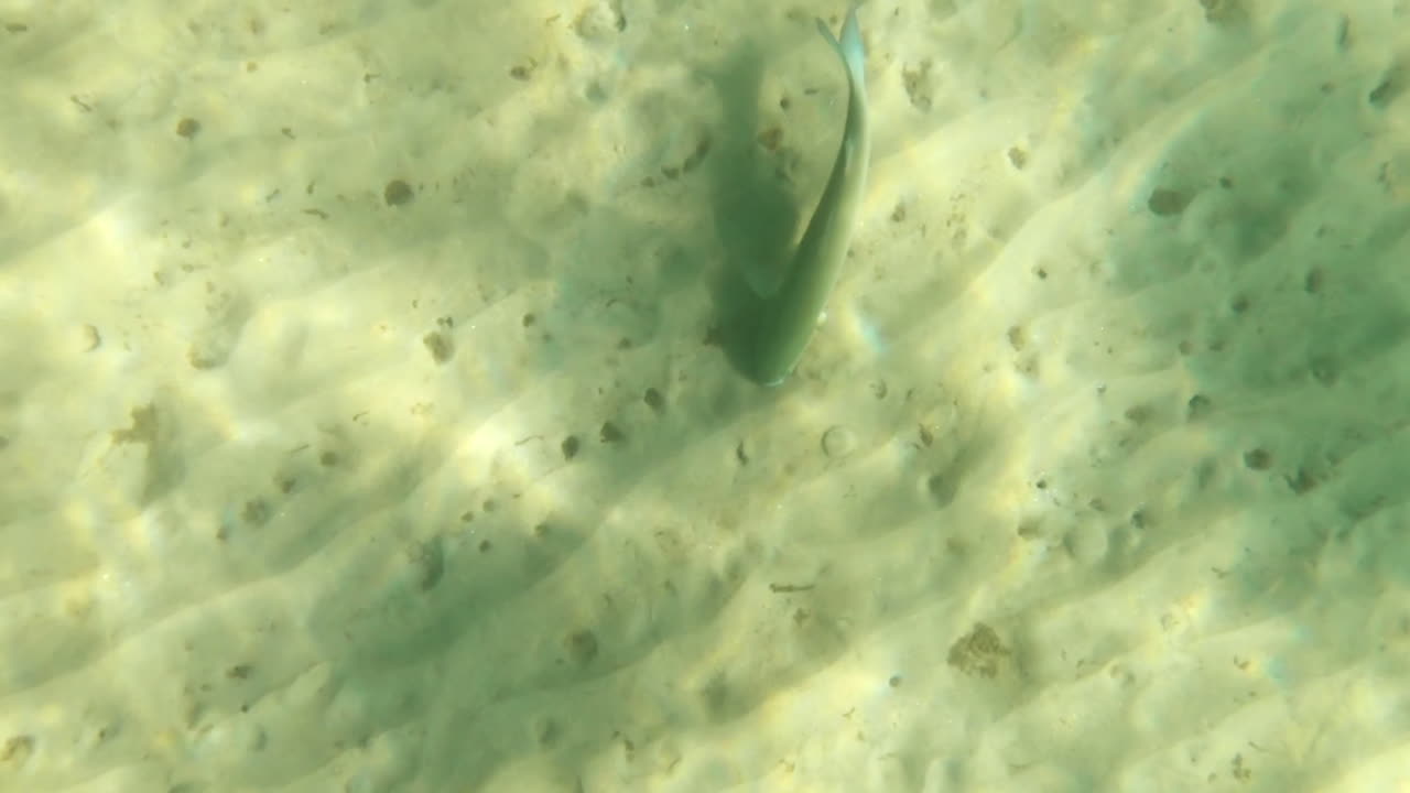A few Saddled Seabream fish swimming in the sea