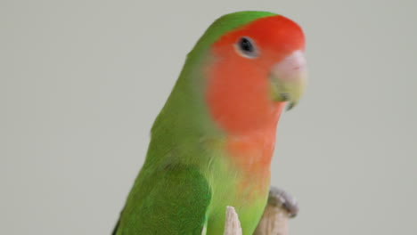 close-up of rosy-faced lovebird or rosy-collared or peach faced lovebird on grey studio background