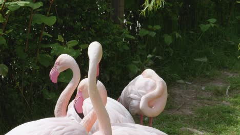 pink flamingoes on the zoological garden of prague zoo in czech republic