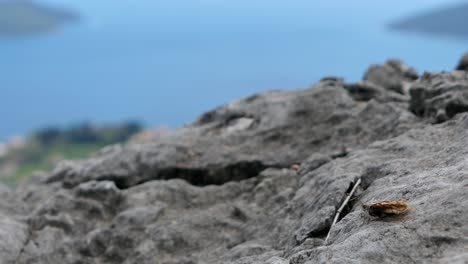 Schmetterling-Auf-Einem-Bergfelsen-Und-Wegfliegend,-Meerblick,-Mittelmeer