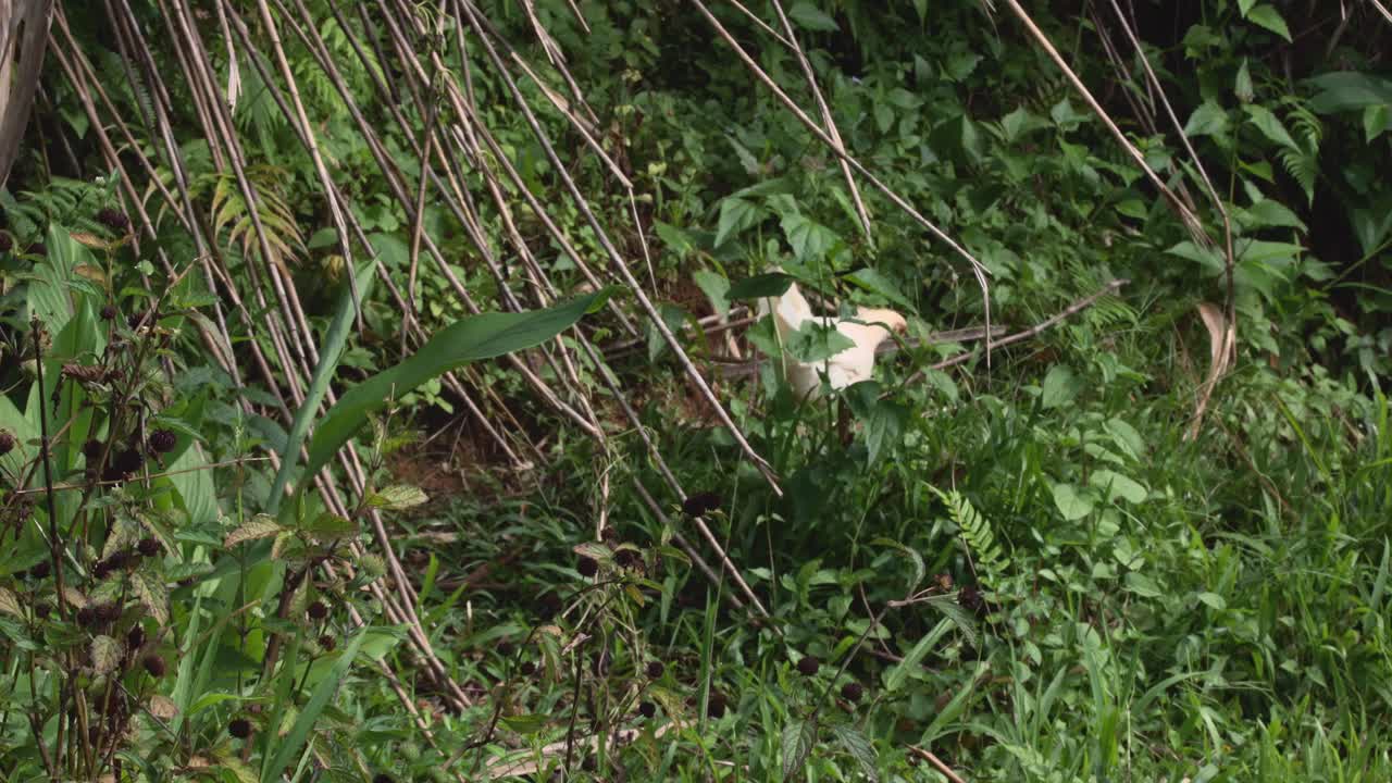필리핀의 고지대에서 멀리 떨어진 곳에 있는 정글 마을.