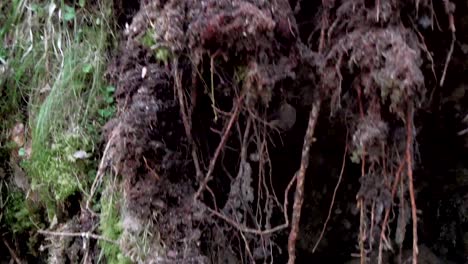 labrador dog walking under the uprooted tree