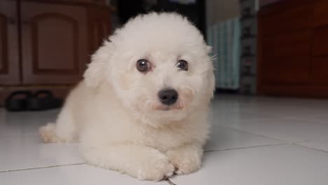 adorable cachorro de caniche de juguete acostado en un piso de baldosas blancas limpias en el interior