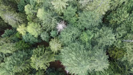 Vibrant-tree-tops-in-dense-forest,-aerial-top-down-view