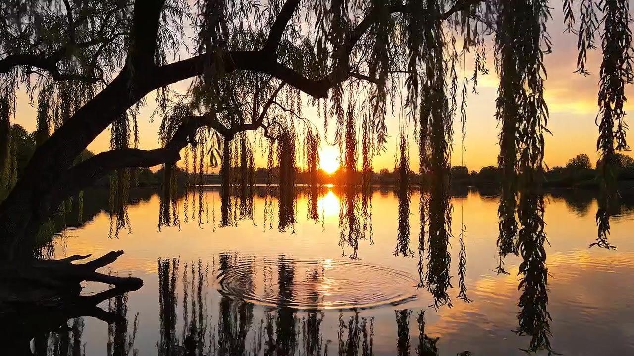 Serene Sunset over Calm Lake with Weeping Willow Tree Silhouette