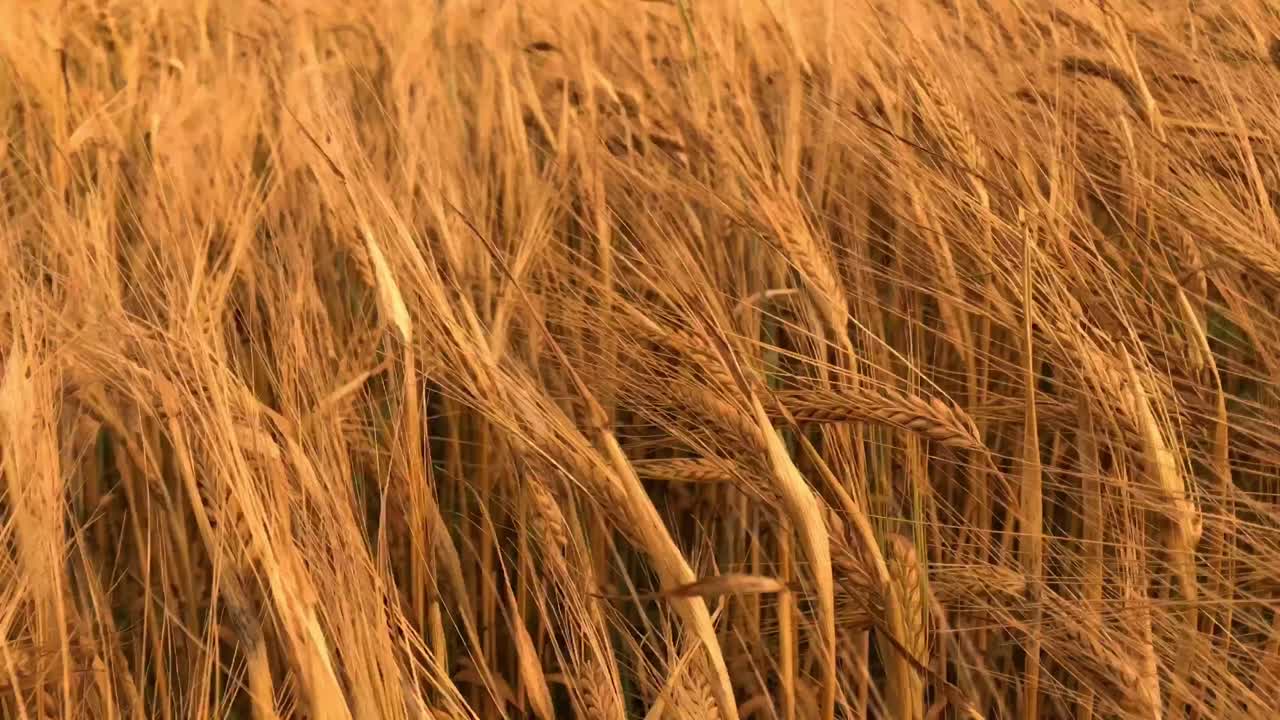 Wheat swaying on wind. Golden brown wheat closeup