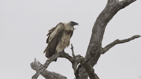 white-backed vulture  perched in a dead tree