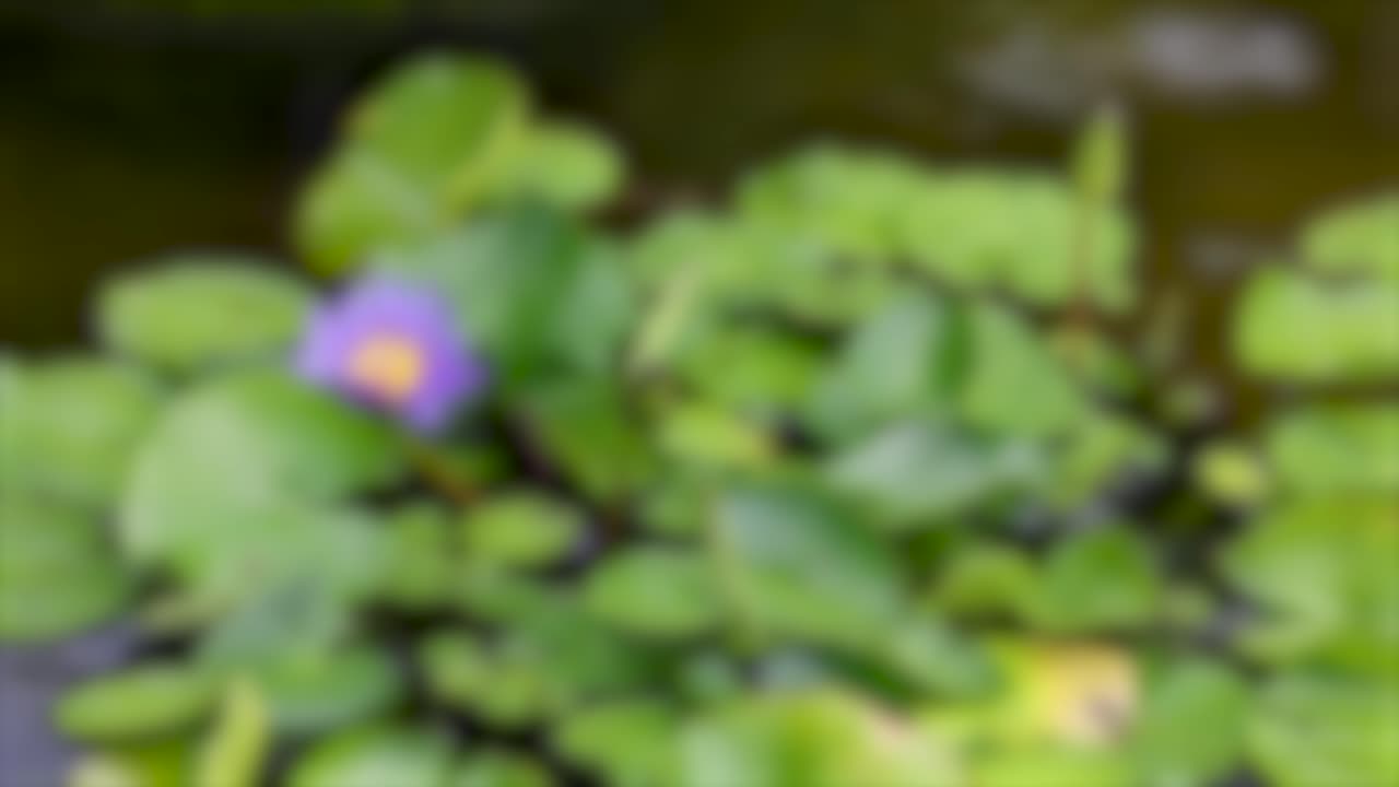 Green leaves and purple water lilies gently float on a calm pond, creating a peaceful natural scene