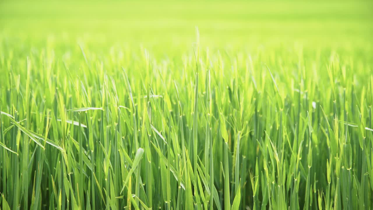 봄 초원 4k의 무성한 녹색 밀 잔디