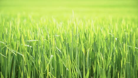 exuberante hierba de trigo verde en un prado de primavera 4k