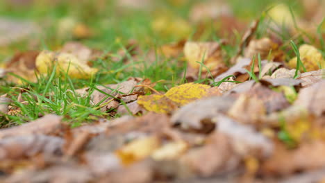 vivid autumn leaves scattered on the grassy forest floor