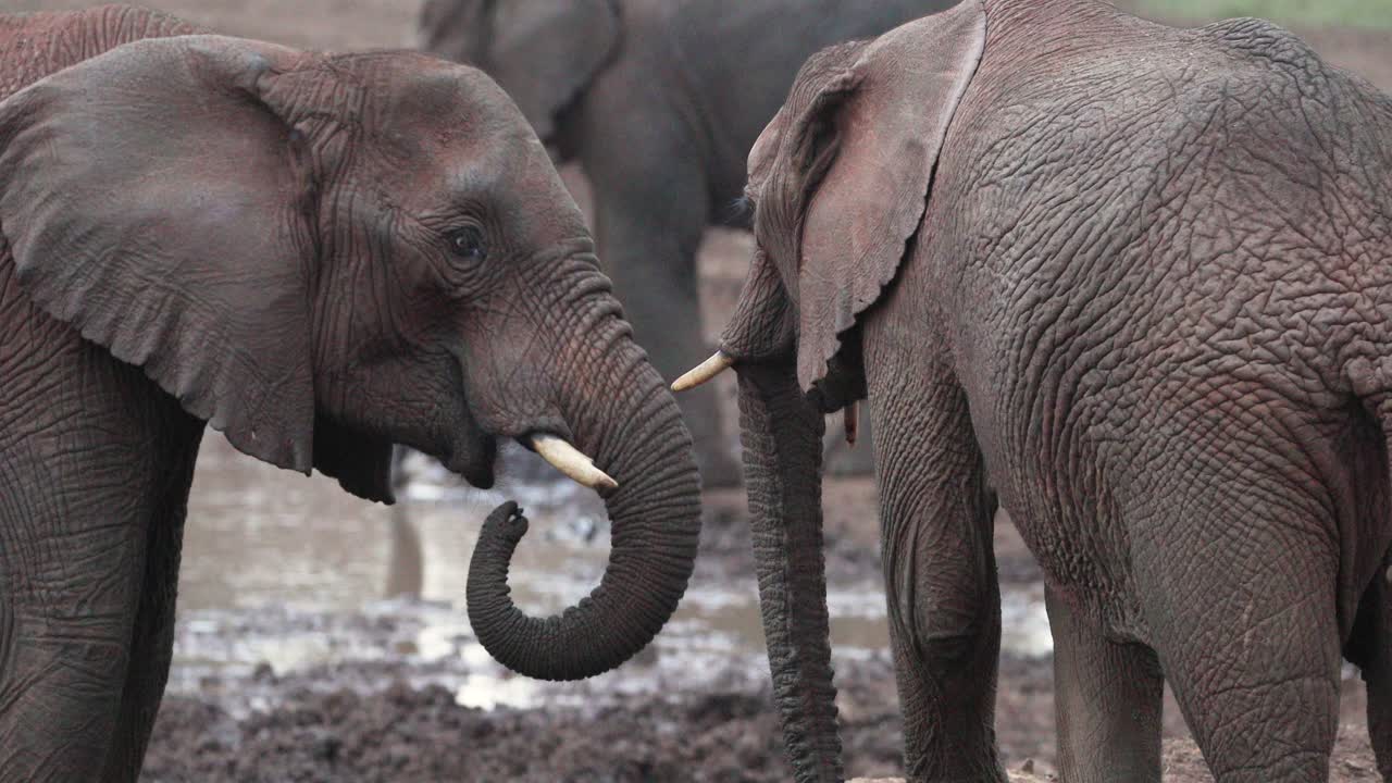 grupo de elefantes en el parque nacional de aberdare hábitat natural en kenia, áfrica oriental
