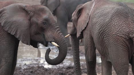 group of elephants in aberdare national park natural habitat in kenya, east africa